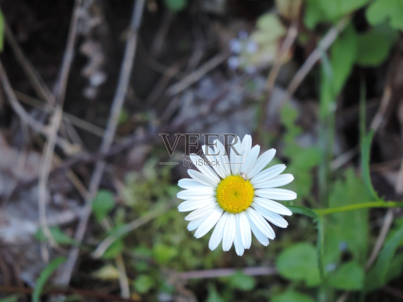 去沙福德山的远足照片摄影图片