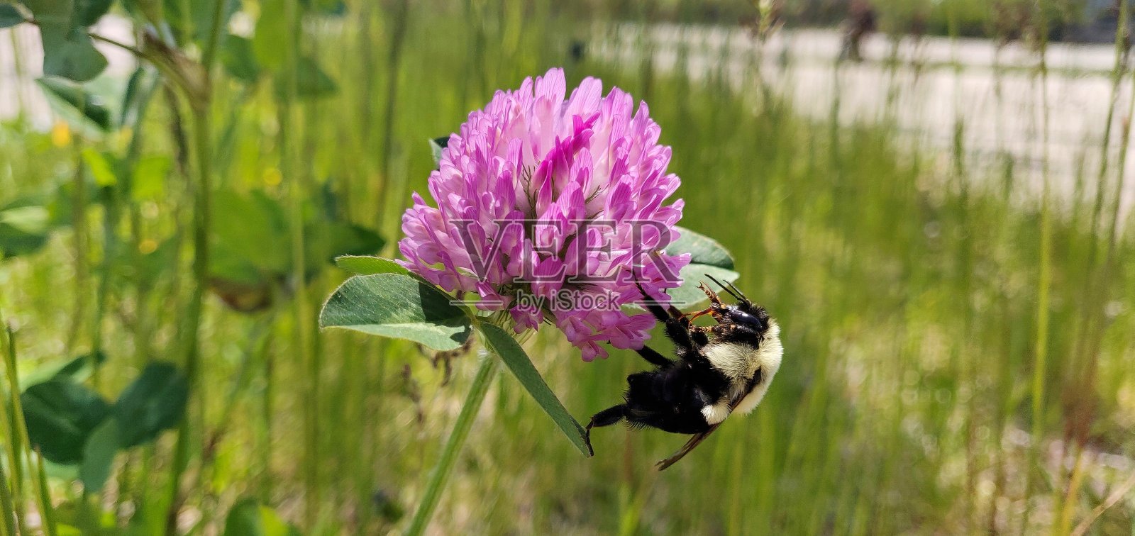 蜜蜂在搜索照片摄影图片