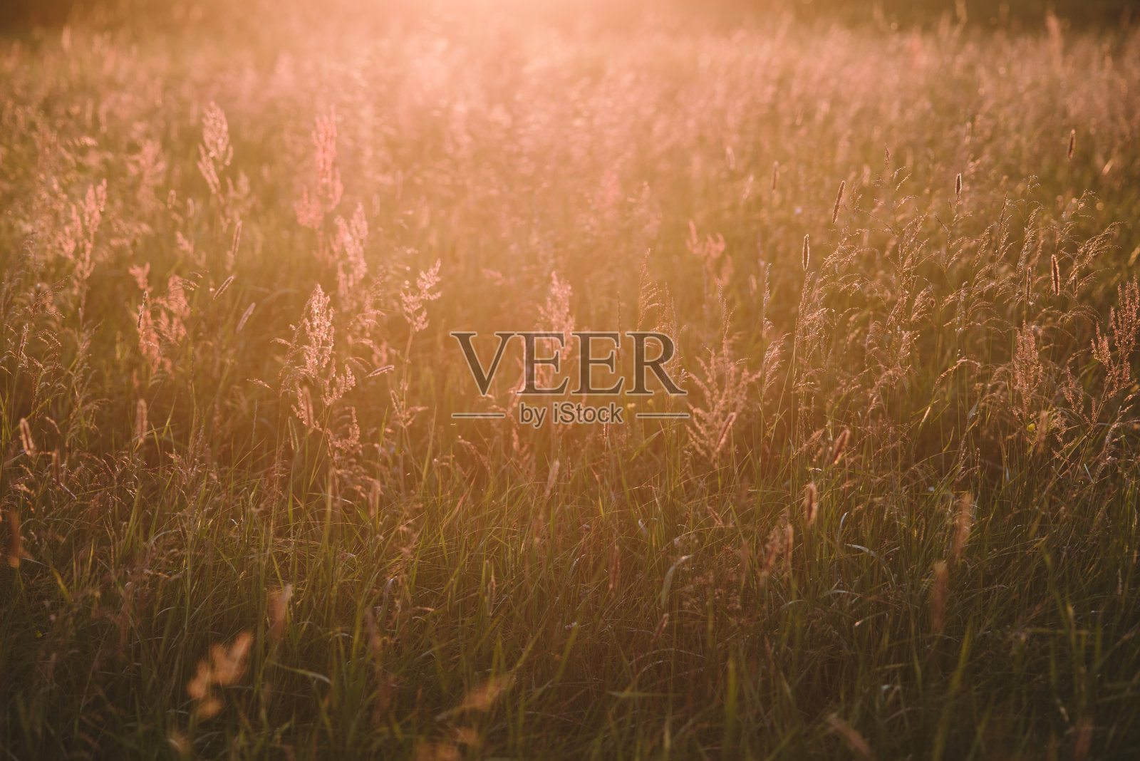 在日落时的赛场上。照片摄影图片