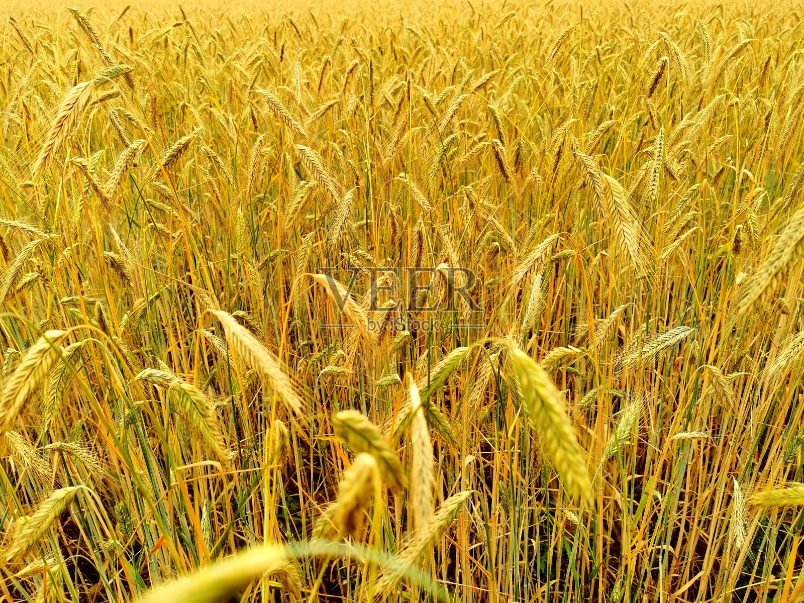 夏天金色的麦田照片摄影图片