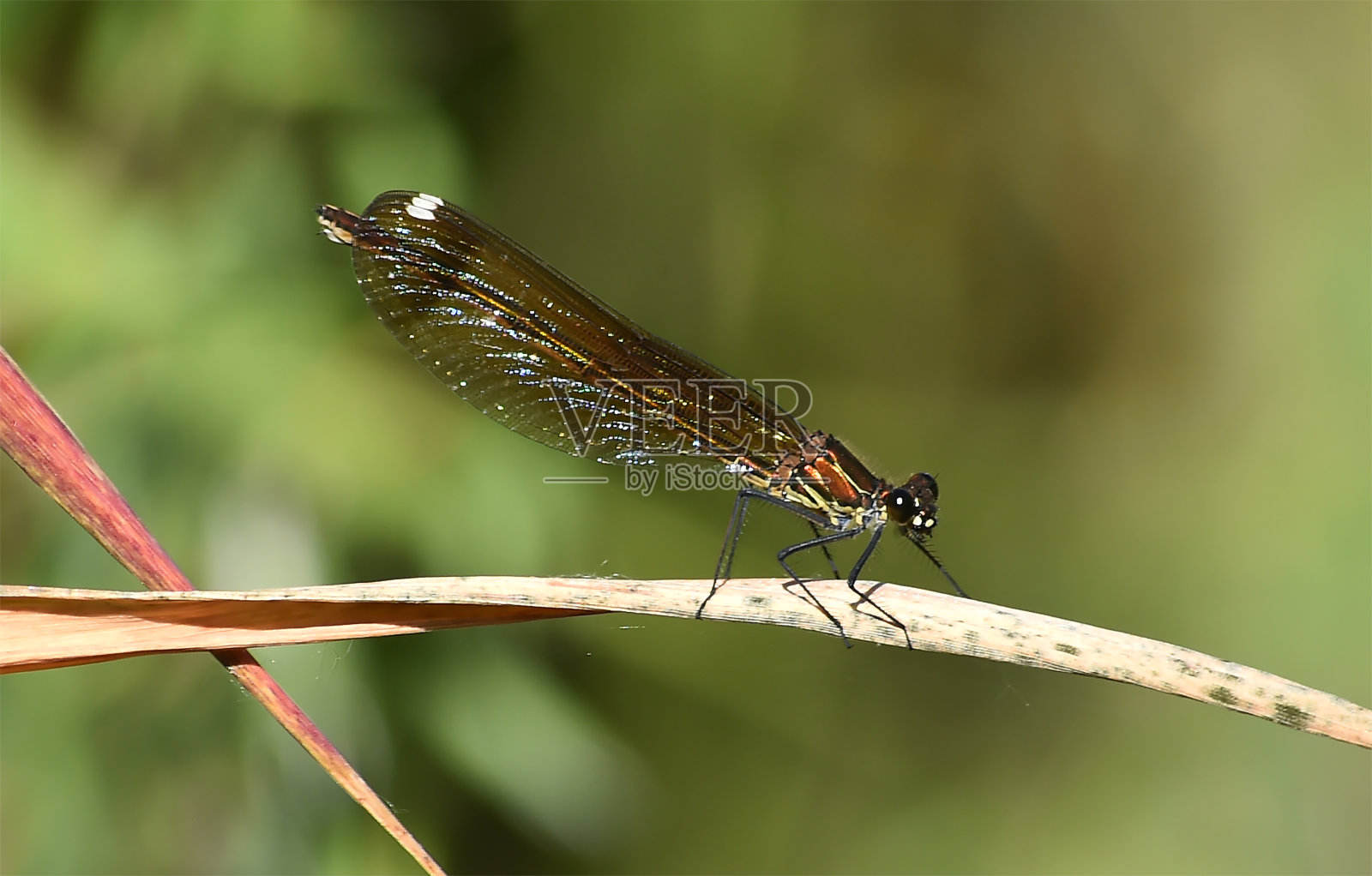 蜻蜓照片摄影图片