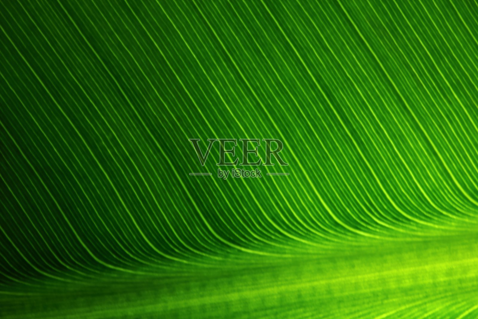 大自然中绿叶的质地照片摄影图片