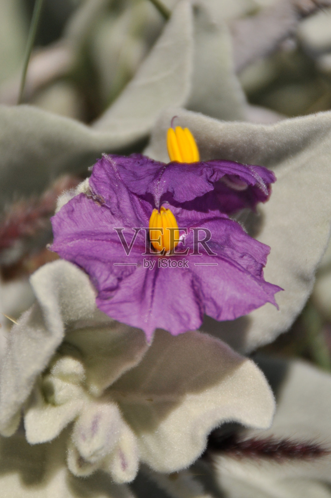 明亮的紫色花朵照片摄影图片