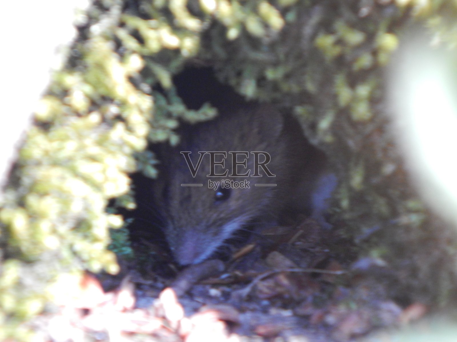 Talkau周围动物的照片照片摄影图片