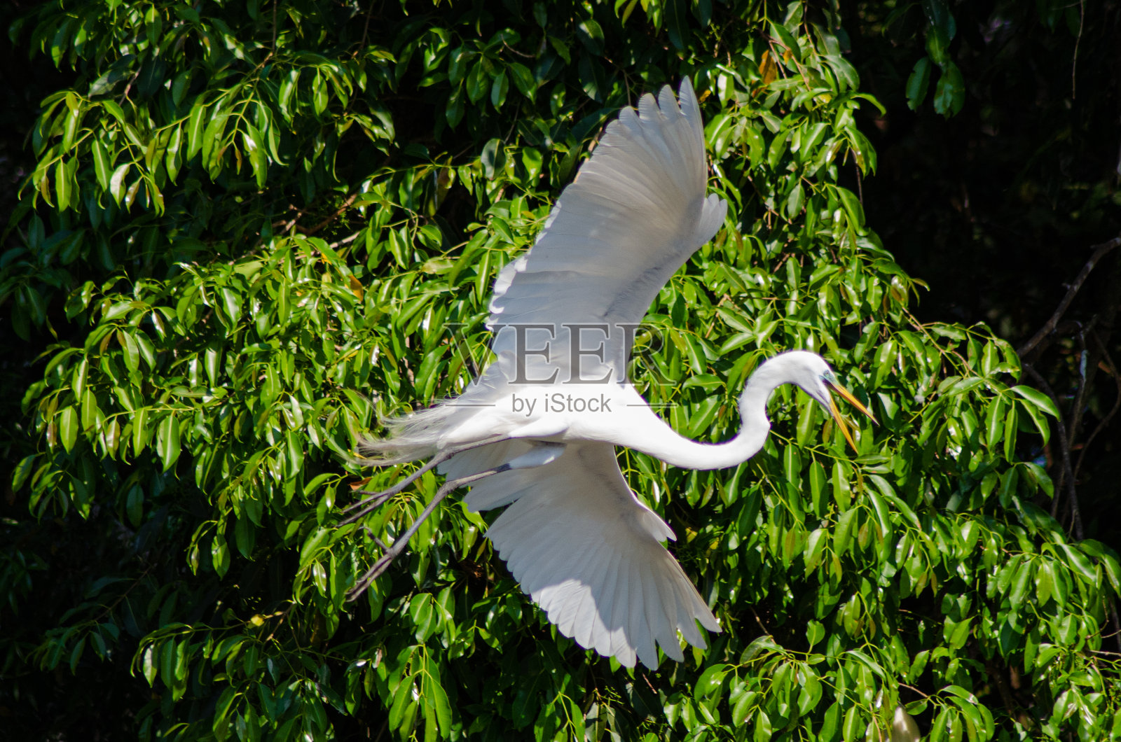 美丽的鸟在巴西的一个湖与自然光线照片摄影图片