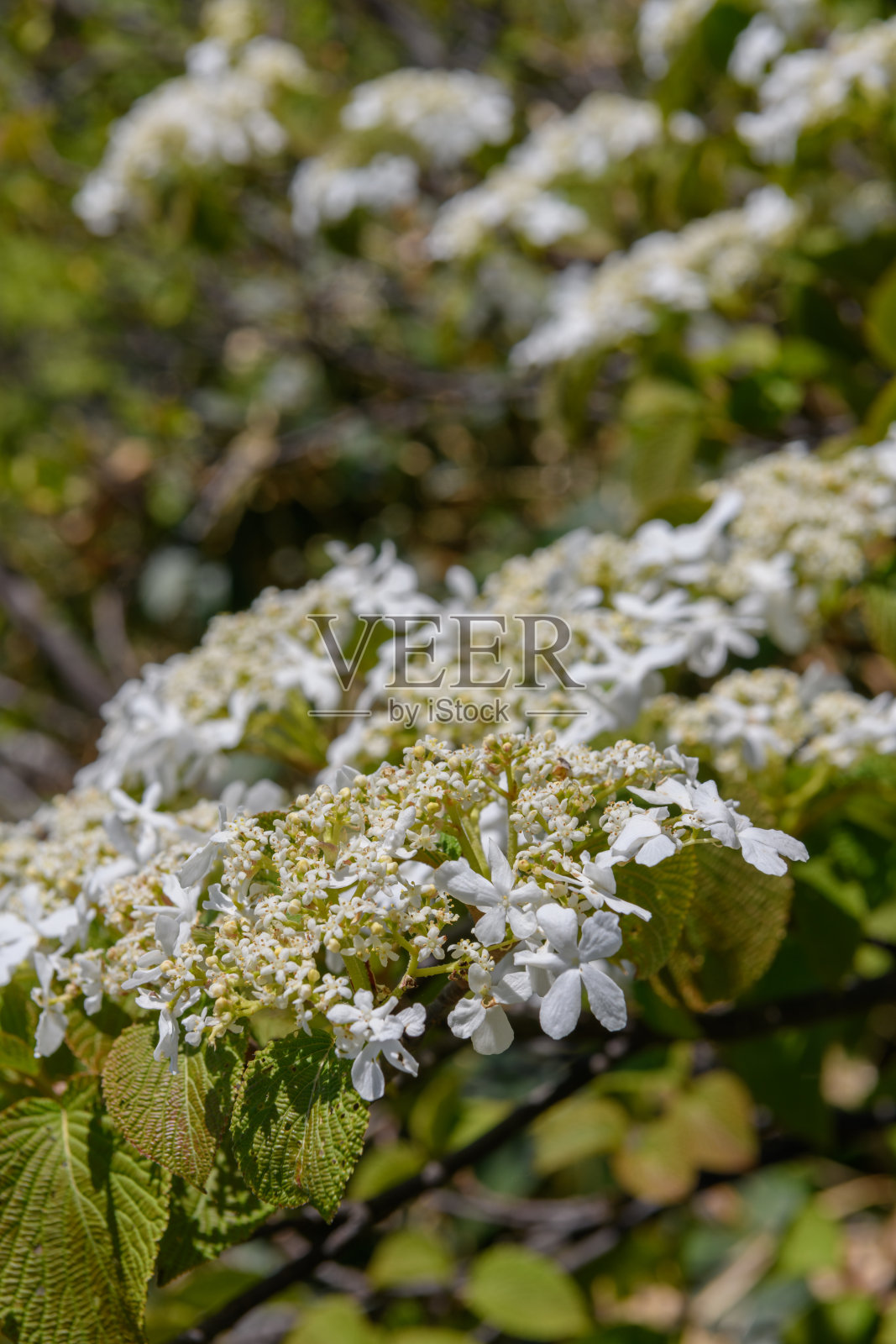 谷川山上的荚蒾照片摄影图片