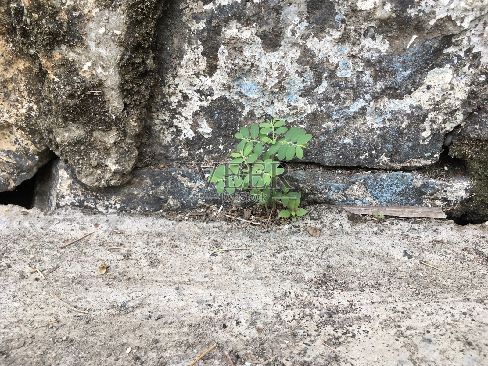 小植物从石墙上长出来。照片摄影图片