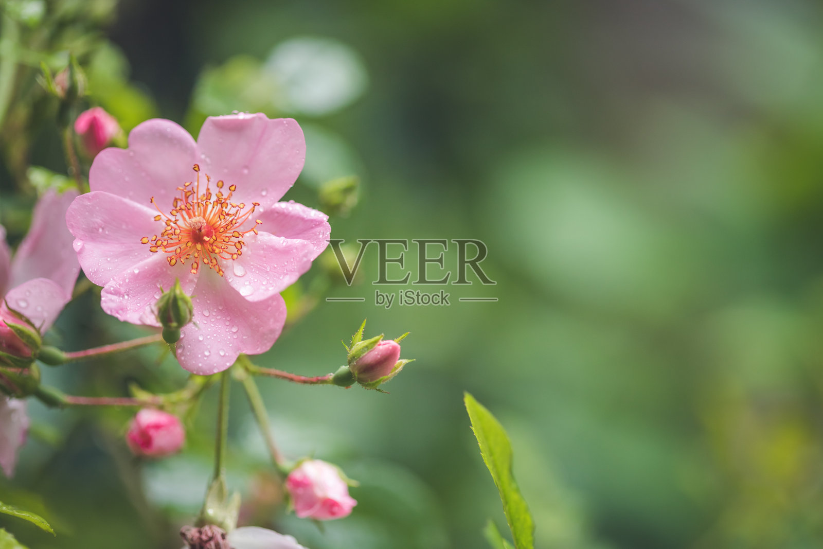 美丽的粉红色花瓣和水珠。特写和绿色背景照片摄影图片