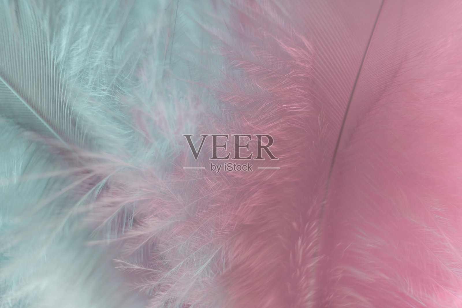 奇异纹理羽毛背景近景。柔软的羽毛图案为您的设计。微距摄影的看法。照片摄影图片