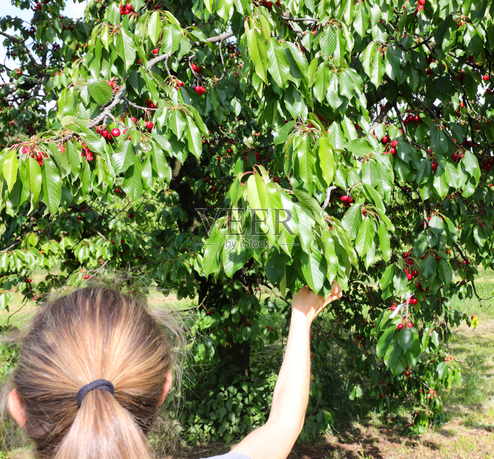 金发女孩吃红樱桃照片摄影图片