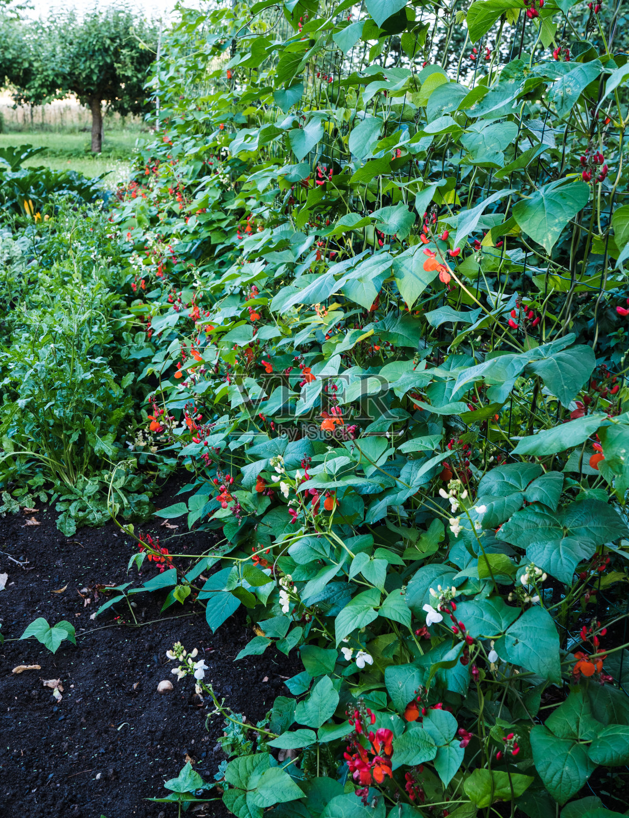 豆茎有叶和红花照片摄影图片