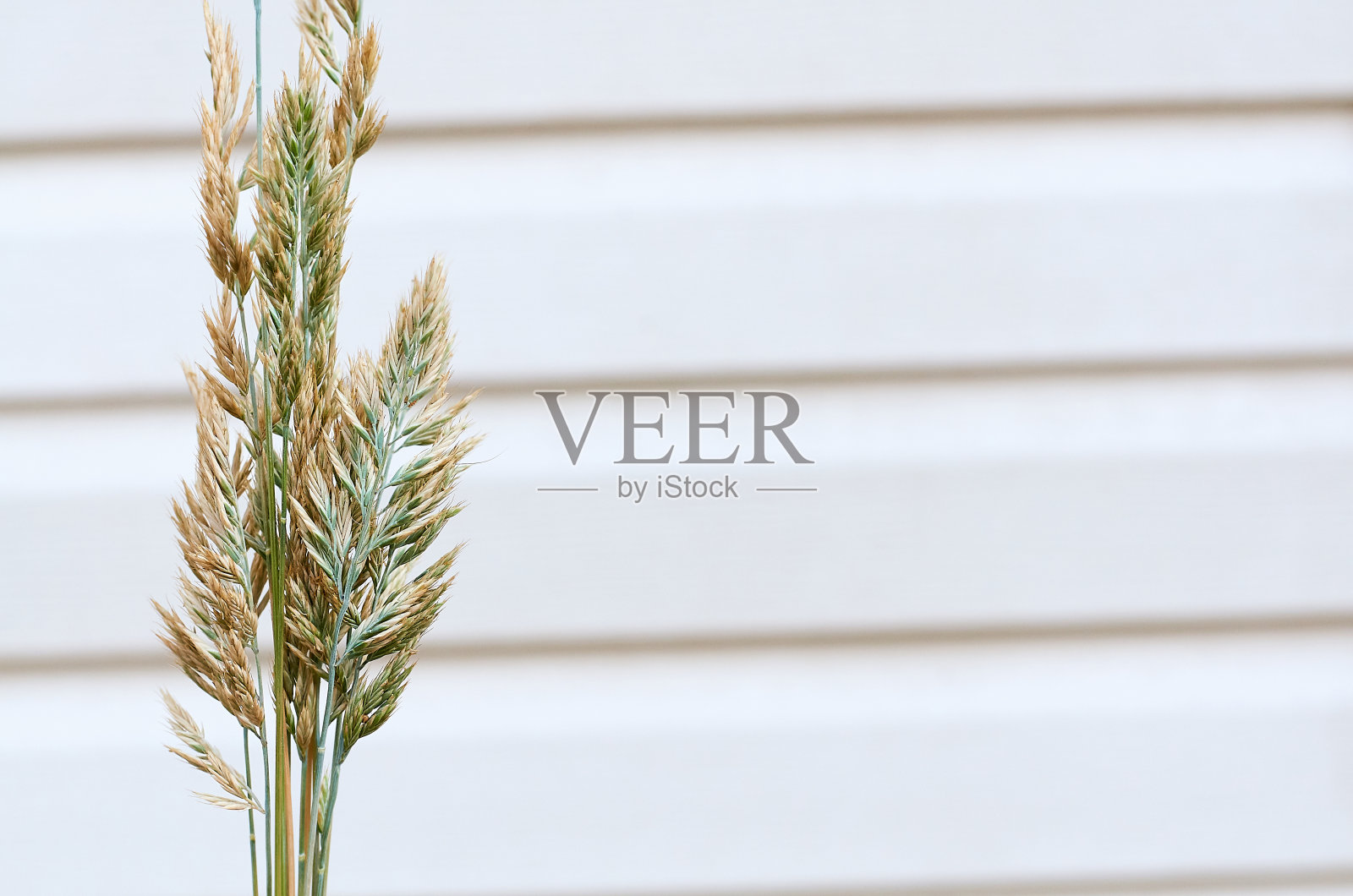 在模糊的背景上的羊茅的黄绿色小穗照片摄影图片