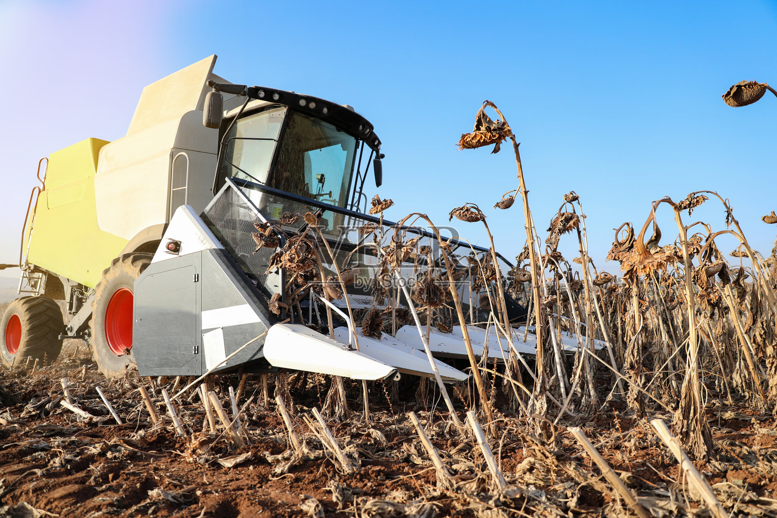 农业田地里的向日葵收割联合收割机照片摄影图片