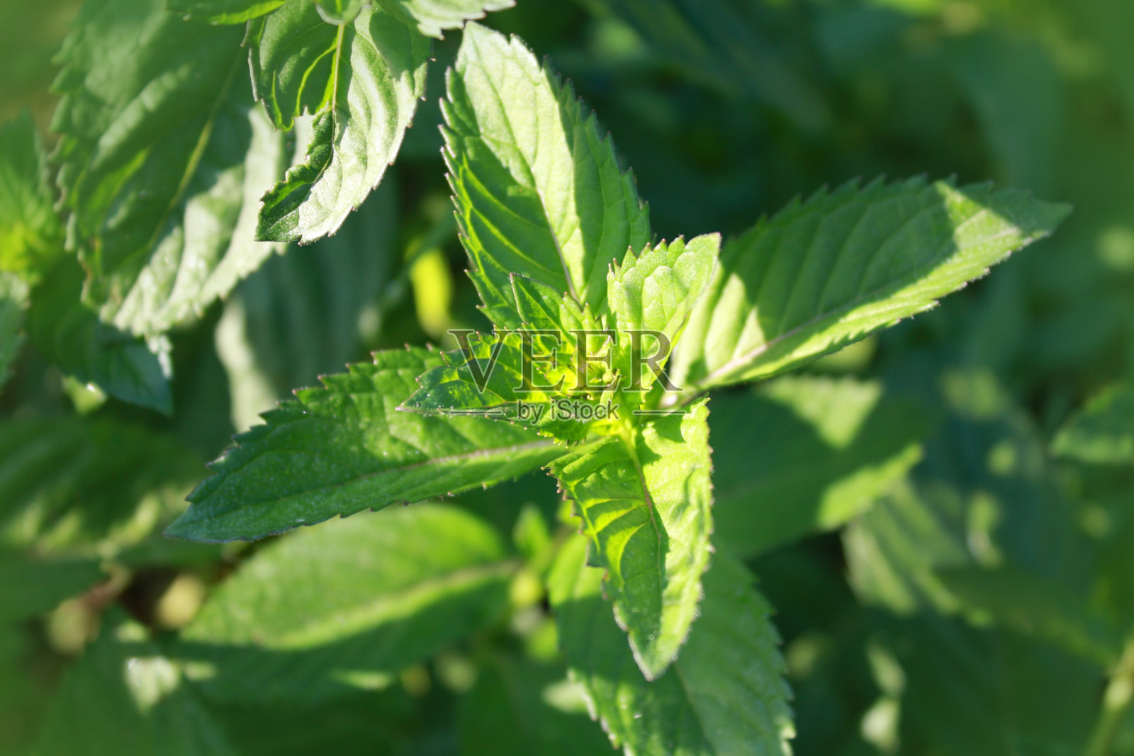 薄荷植物生长在花园里。照片摄影图片