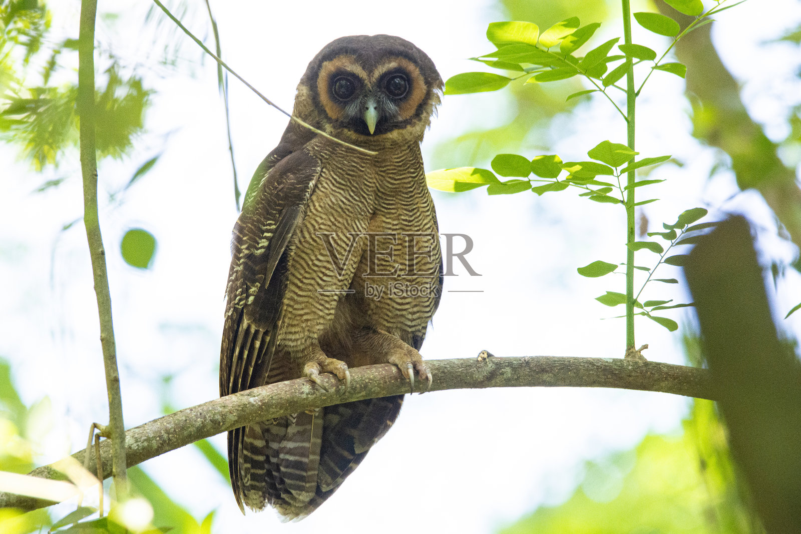 木头猫头鹰照片摄影图片