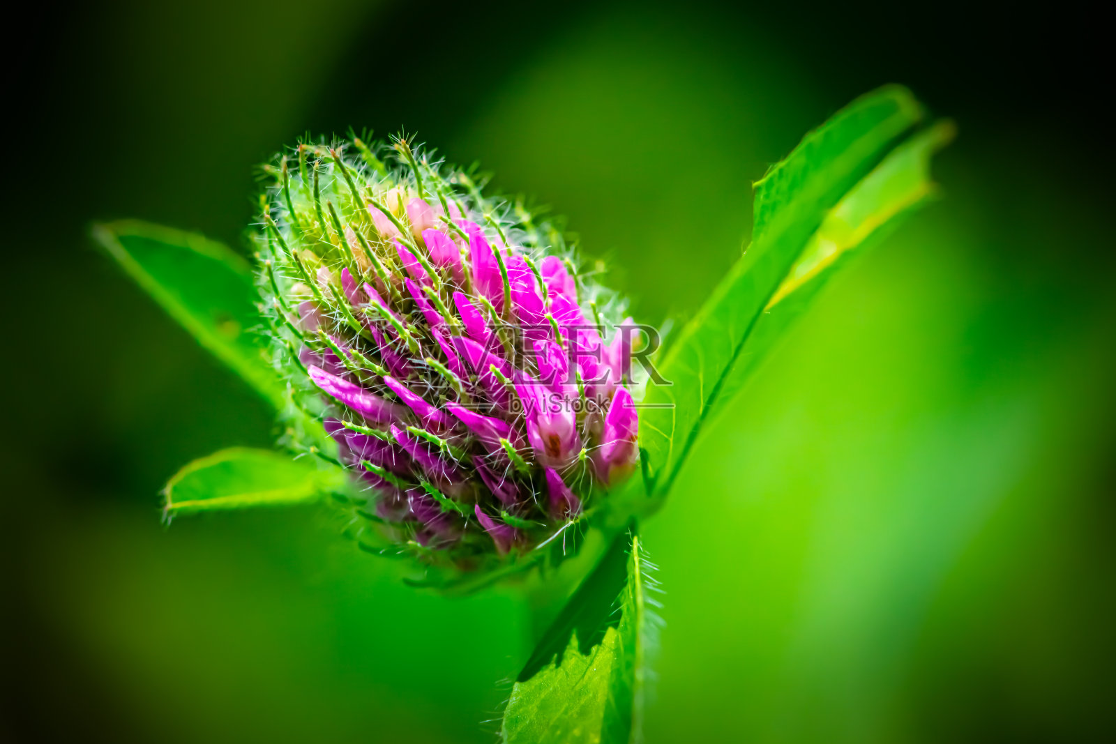 明亮的三叶草花，特写，在一个低调的黑色背景。照片摄影图片