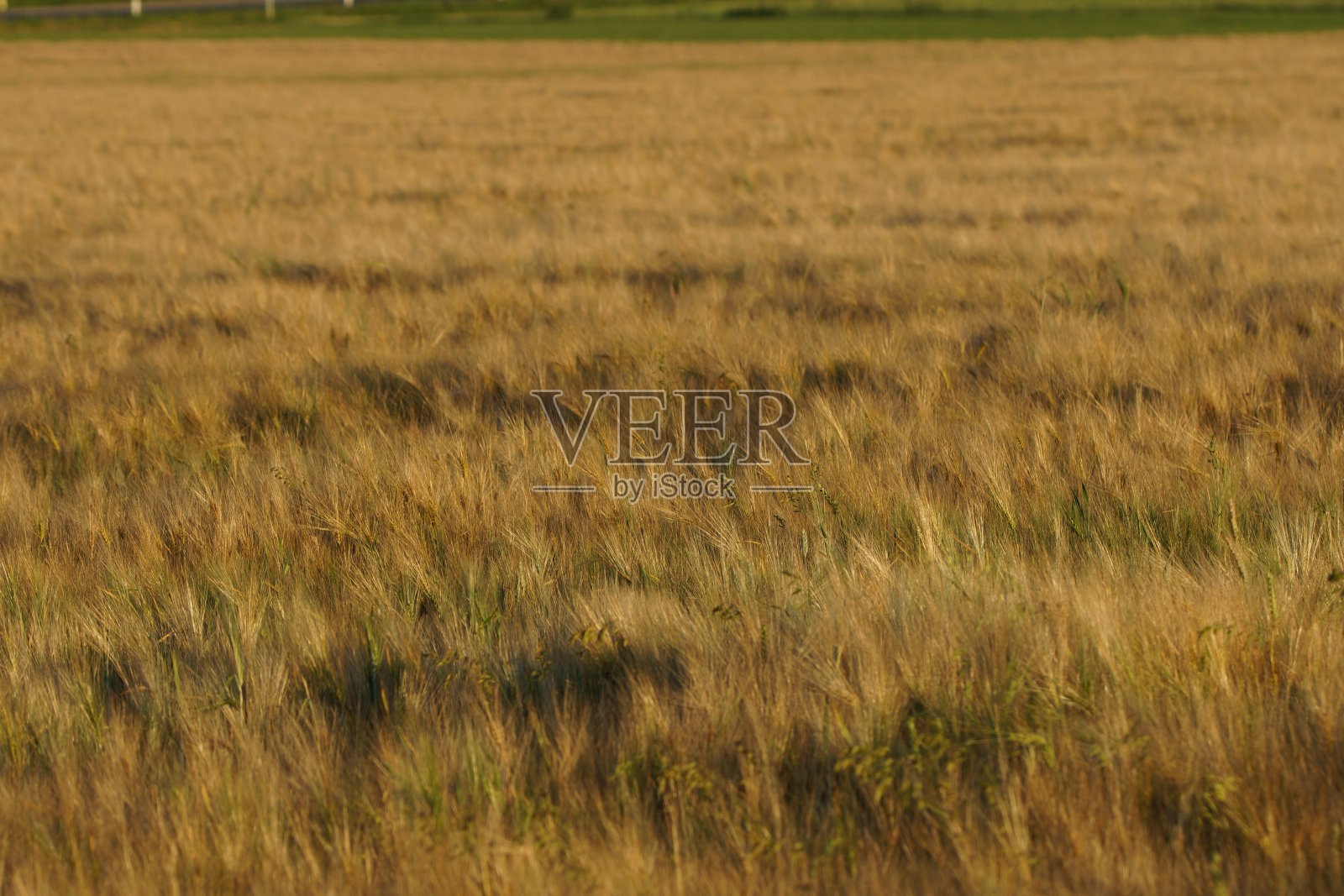 夏天的麦田。照片摄影图片