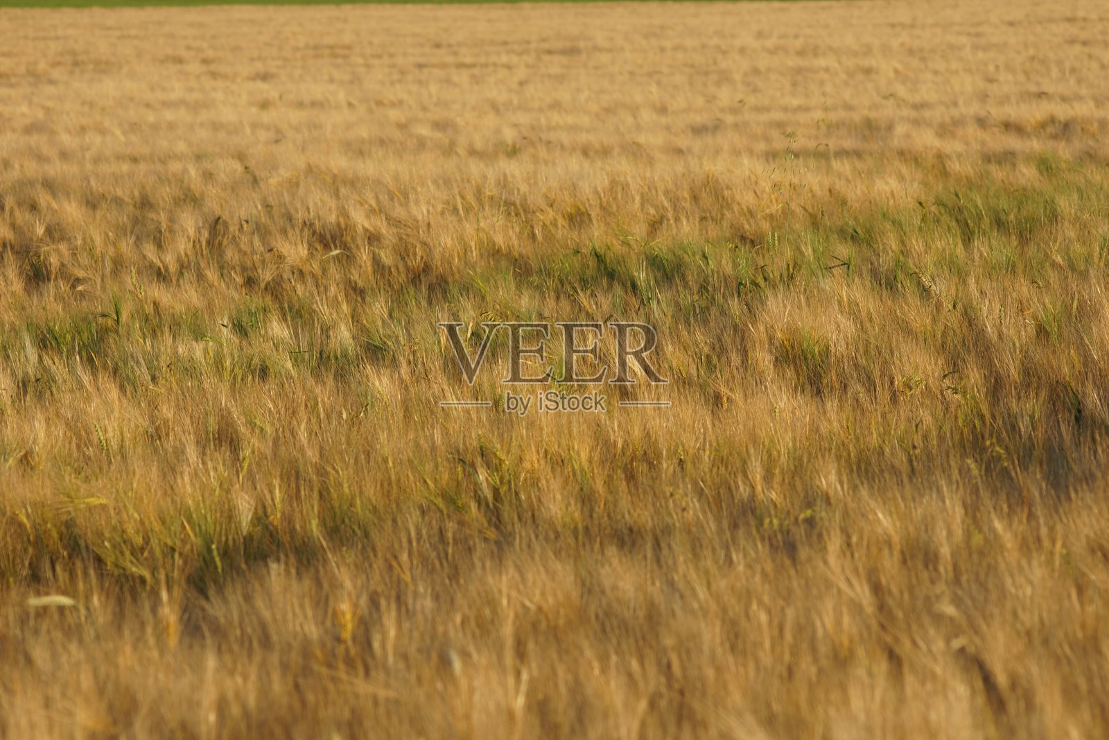 夏天的麦田。照片摄影图片