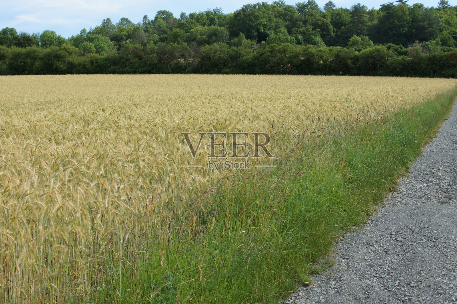 夏天的麦田。照片摄影图片