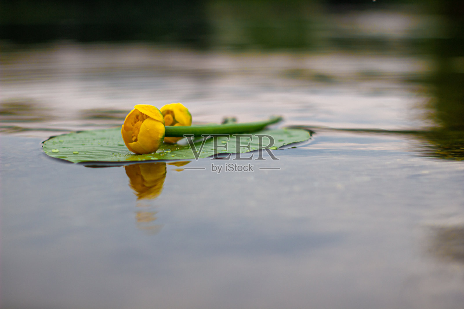 盛开的睡莲。黄花在河面上盛开。睡莲照片摄影图片