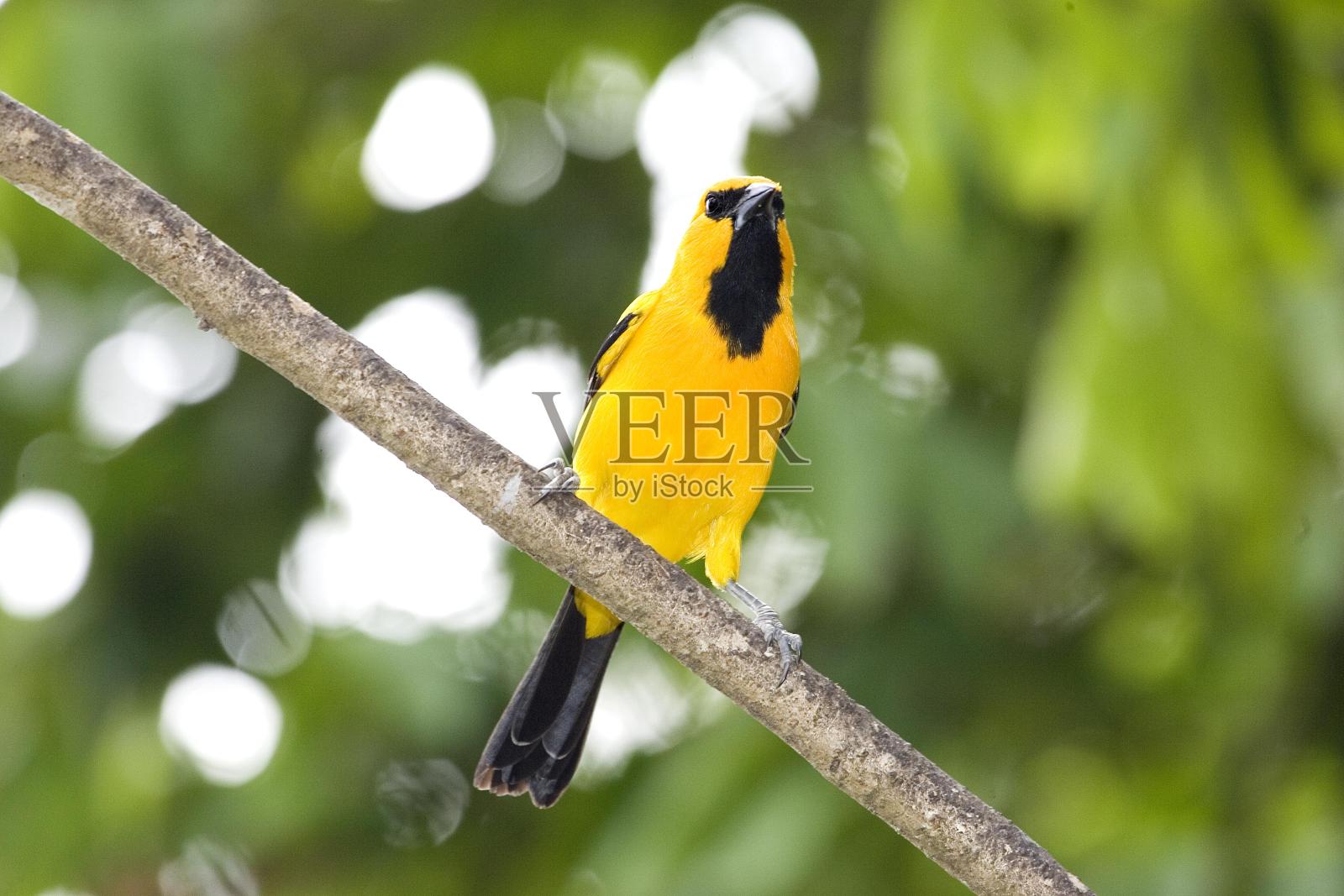 黄虹，黑黄疸，成年站在枝上，洛斯利亚诺斯在委内瑞拉照片摄影图片