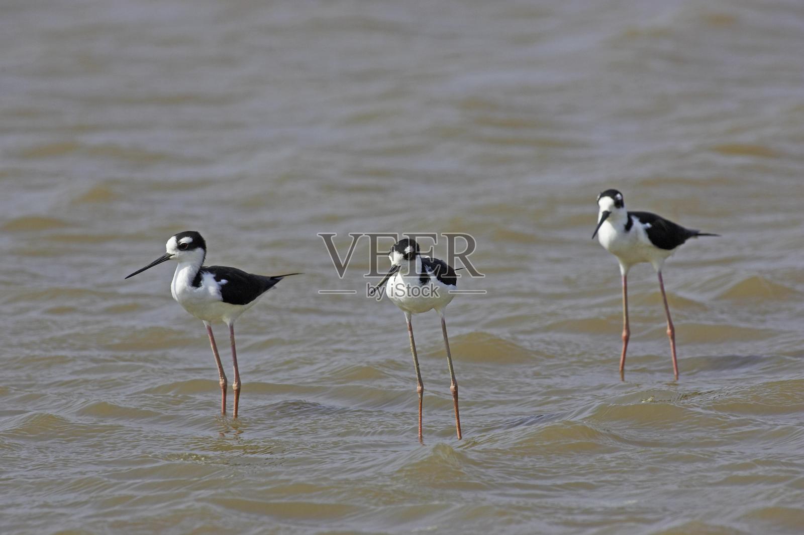 委内瑞拉洛斯利亚诺斯，黑颈高跷，墨西哥海蛇，水中站立组照片摄影图片