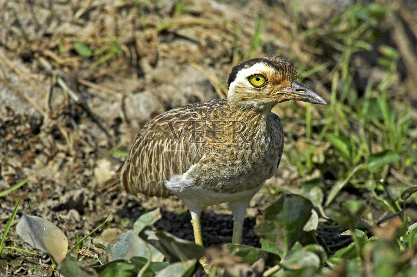 双条纹粗膝，burhinus bistriatus，成人，洛斯利亚诺斯在委内瑞拉照片摄影图片