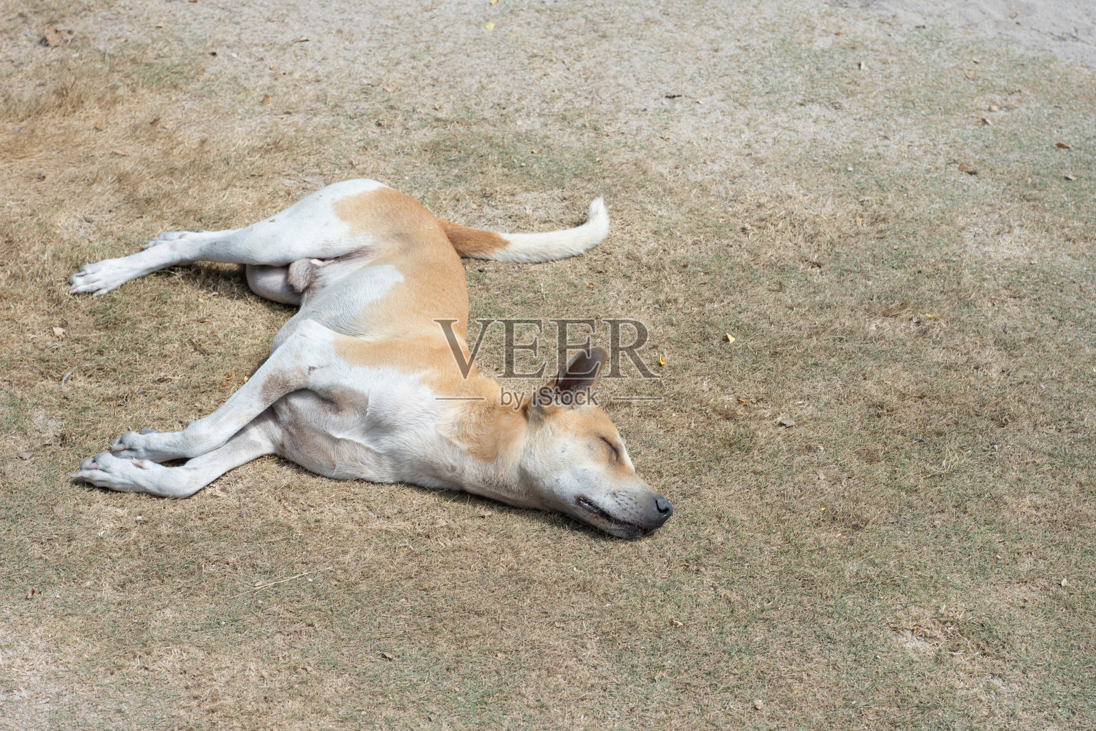 2019年，菲律宾，巴拉望，在海滩上睡觉的狗照片摄影图片