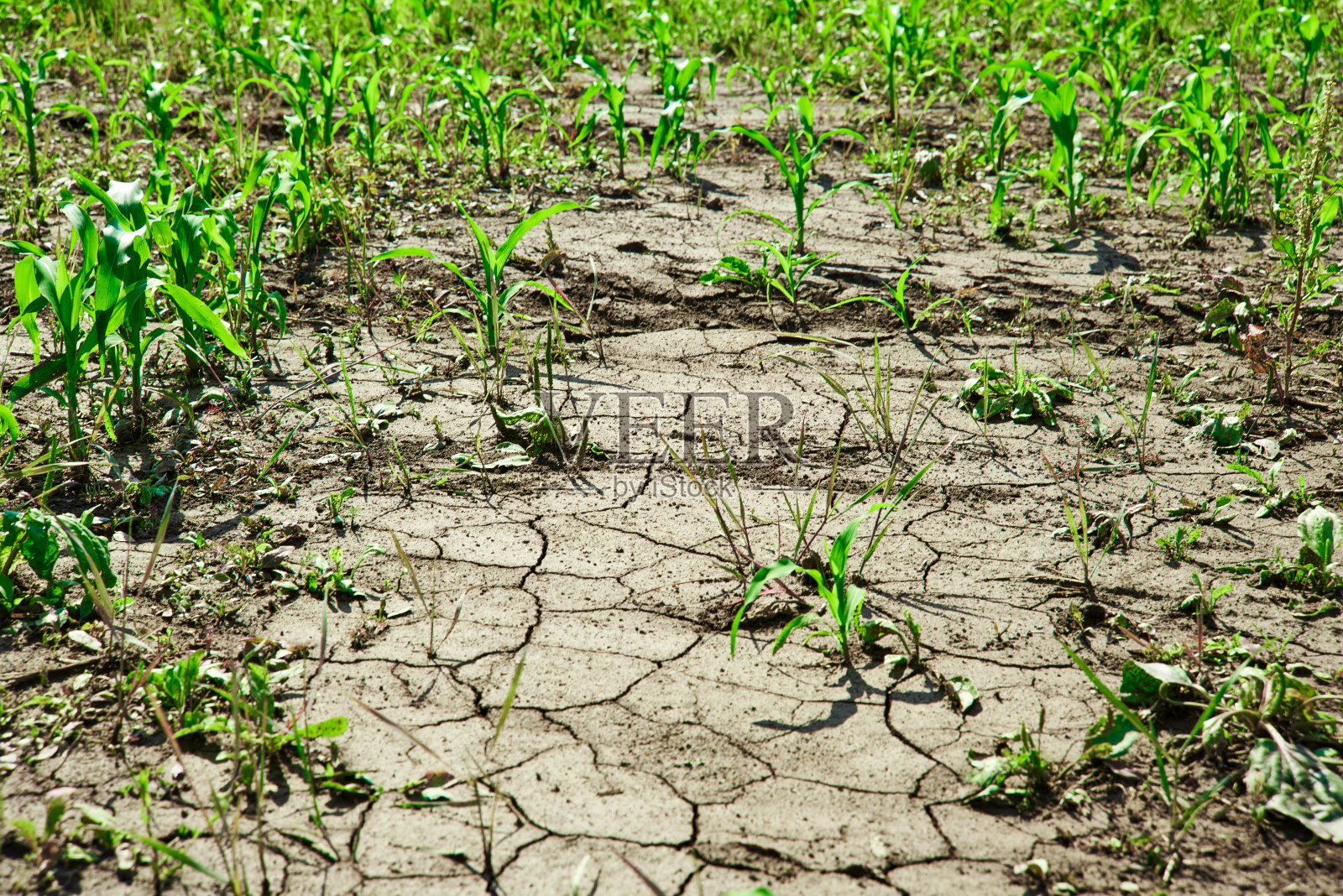 土地因干旱而裂开，长满了玉米芽照片摄影图片