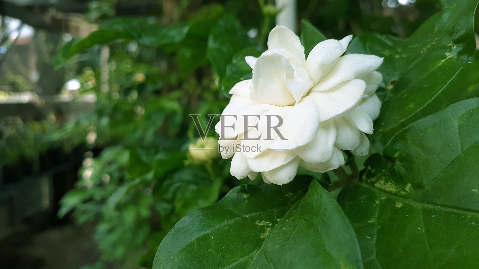 素馨属sanbac照片摄影图片