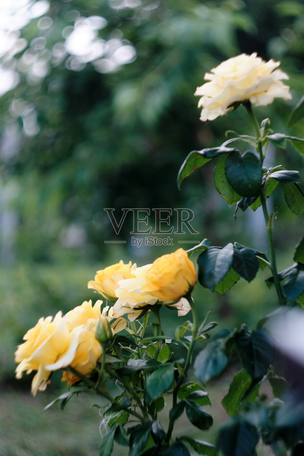 夜晚的黄玫瑰与模糊的背景。照片摄影图片