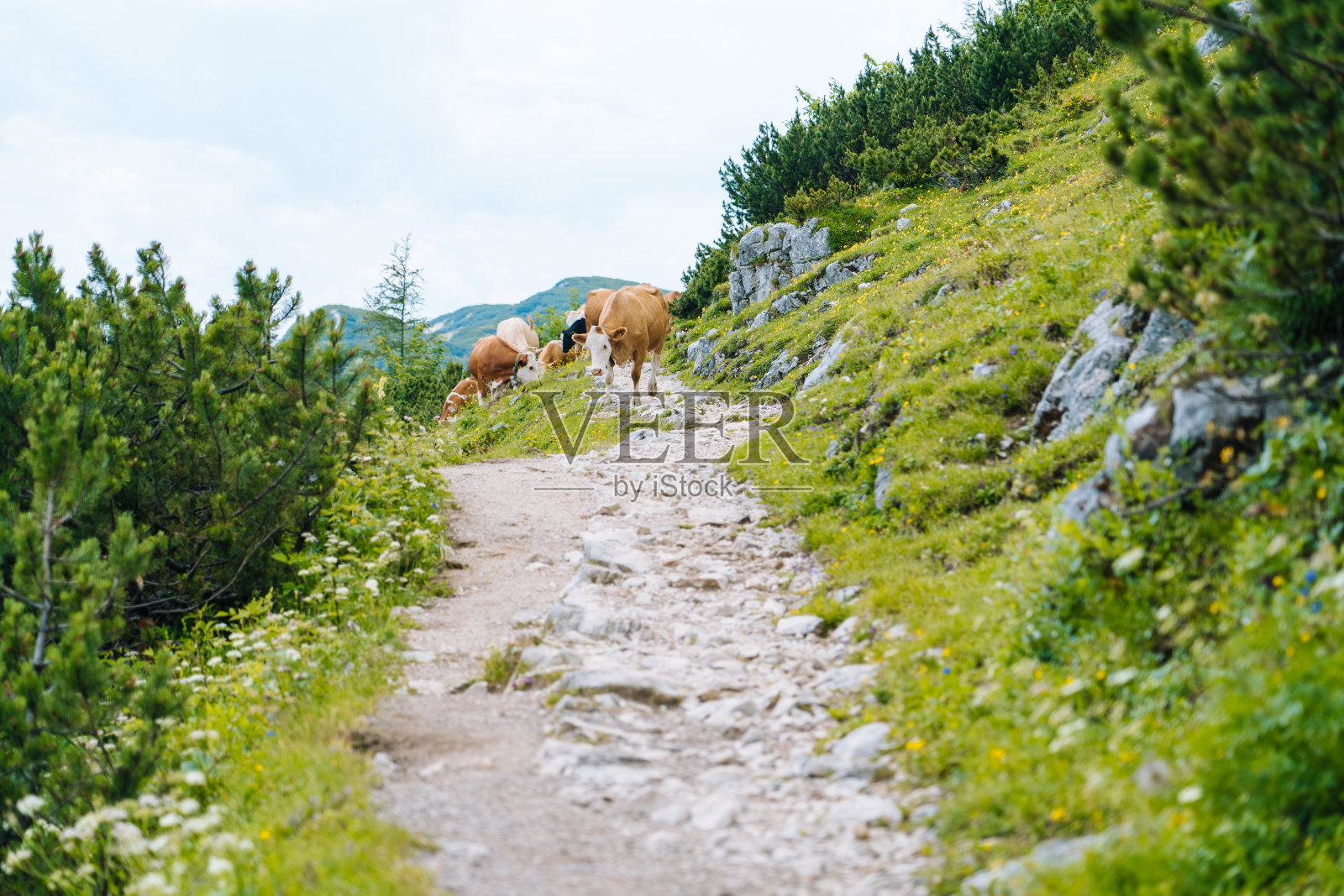 奶牛和小牛在阿尔卑斯山的高山草地上度过夏季的几个月。牧场上有许多牛。阿尔卑斯山绿色山丘上的奥地利奶牛。多云的高山景观晴天。奶牛站在穿越阿尔卑斯山的路上照片摄影图片