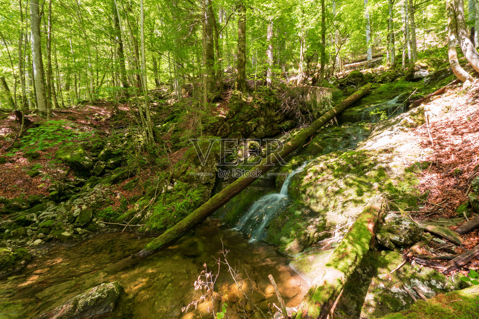 瀑布和倒下的树在原始森林周围传奇的卡默尔湖和托普利茨湖，Ausseer土地地区，斯蒂里亚，奥地利照片摄影图片