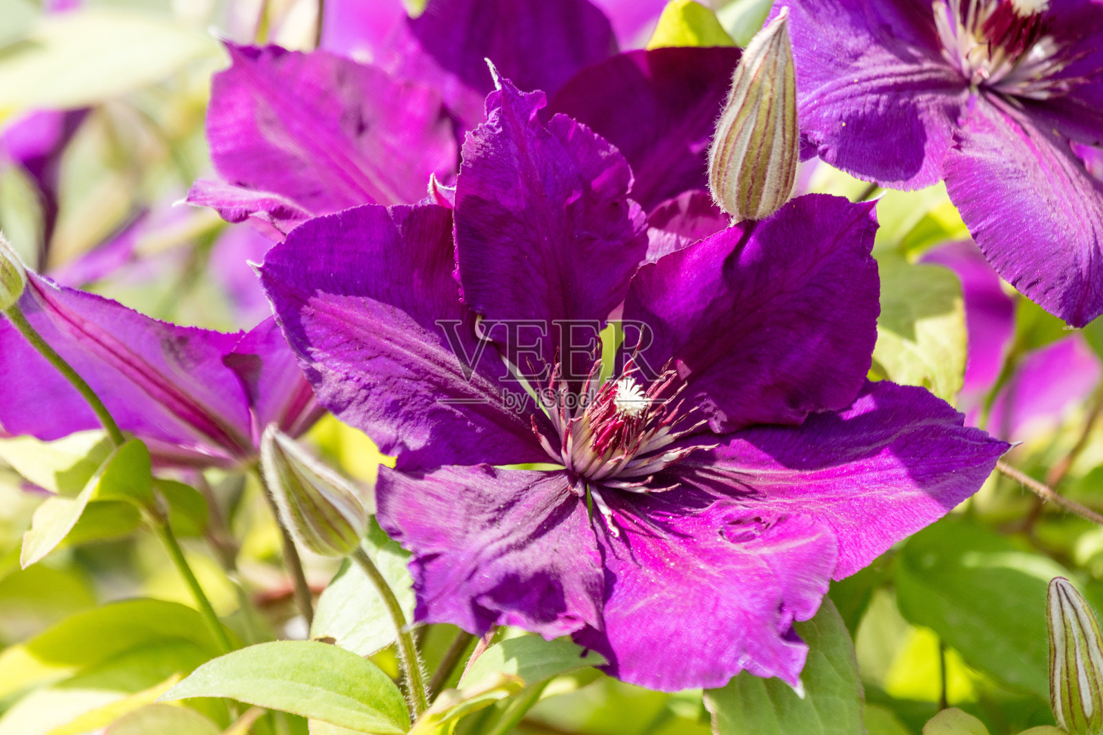紫色铁线莲花特写背景。生动的夏季花卉系列。照片摄影图片