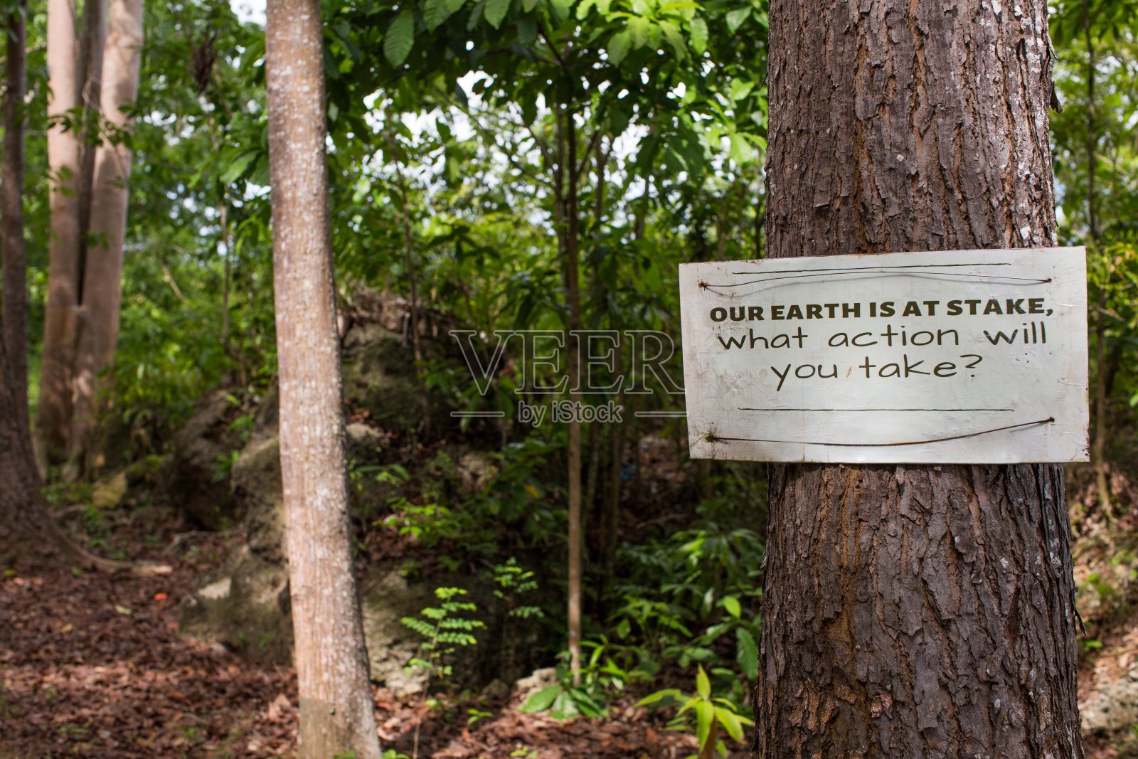 森林里一棵树上的环境保护标志照片摄影图片