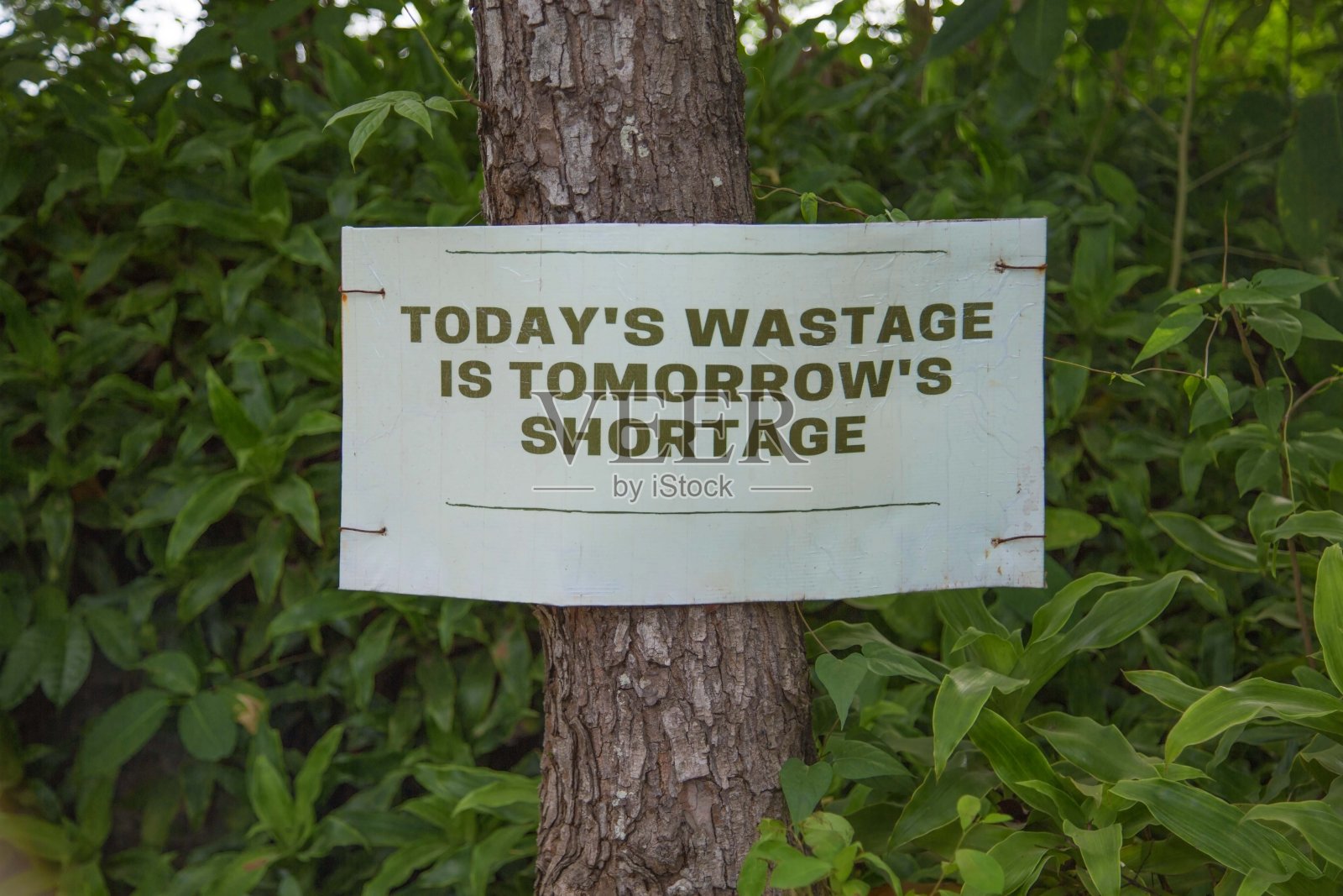 森林里一棵树上的环境保护标志照片摄影图片