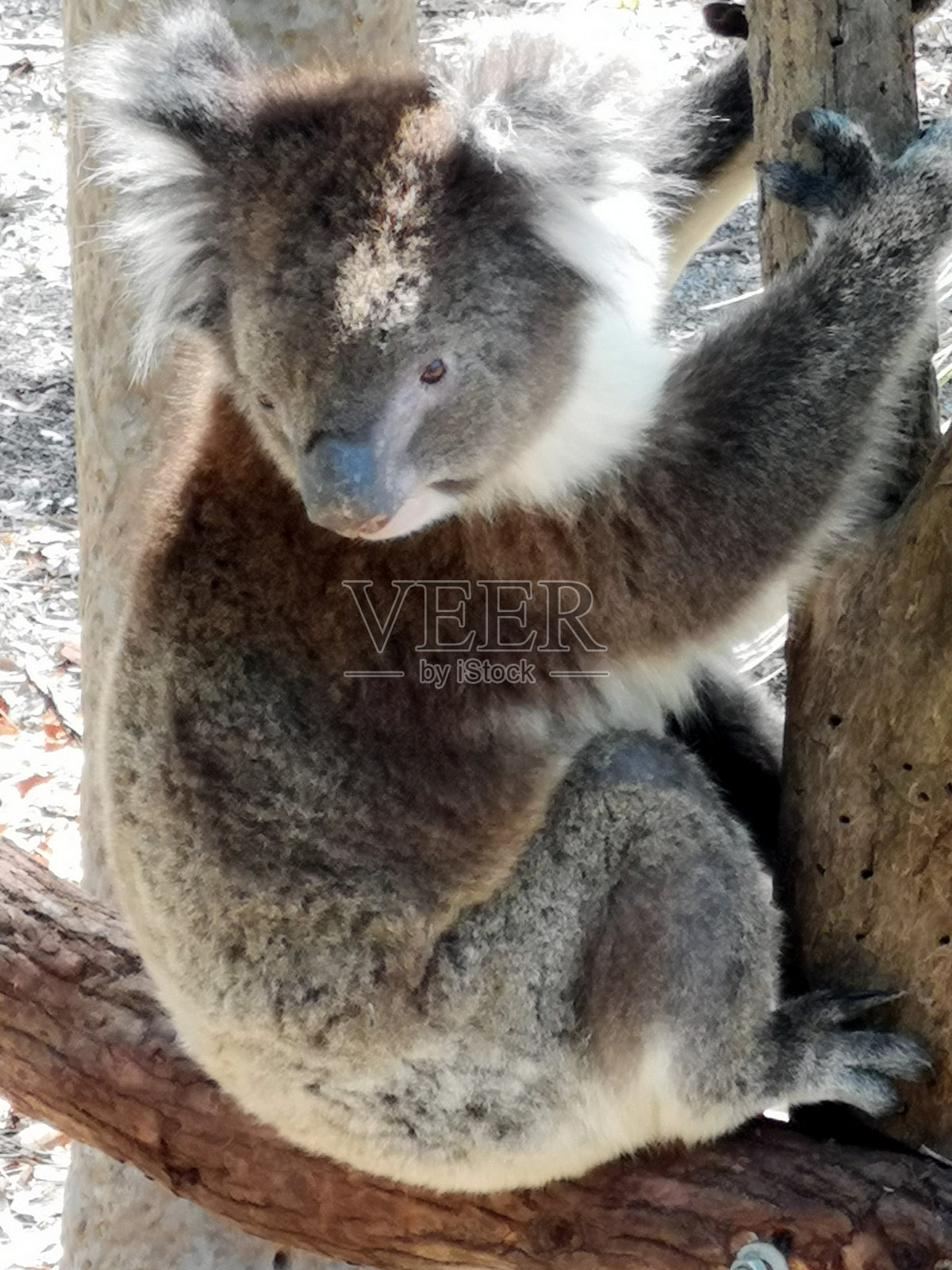 树袋熊在树上的肖像照片摄影图片