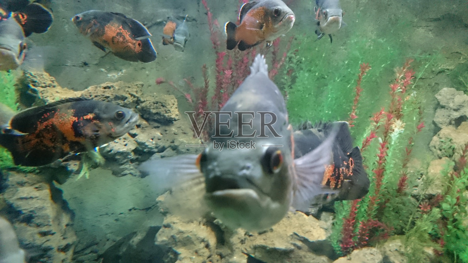 色彩斑斓的鱼照片摄影图片