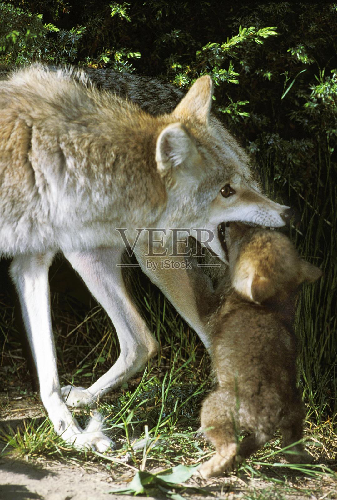 蒙大拿州，土狼，狗狗，母亲和幼仔照片摄影图片