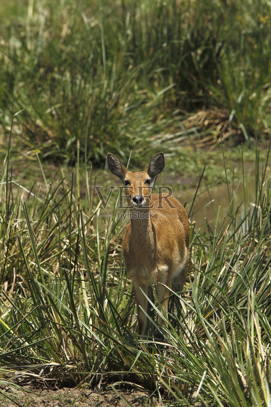 南部或普通芦苇，冗余的arundinum，女性站在沼泽，马赛马拉公园在肯尼亚照片摄影图片