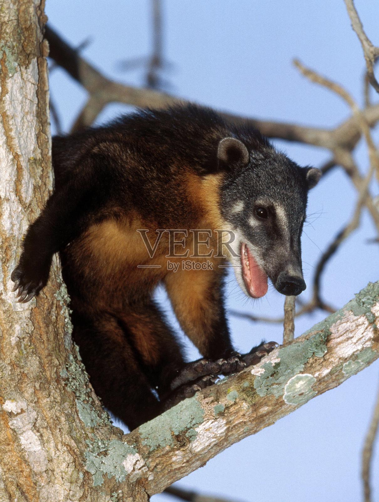 环尾长鼻浣熊或Coatimundi, nasua nasua，成年栖息在树，潘塔纳尔在巴西照片摄影图片