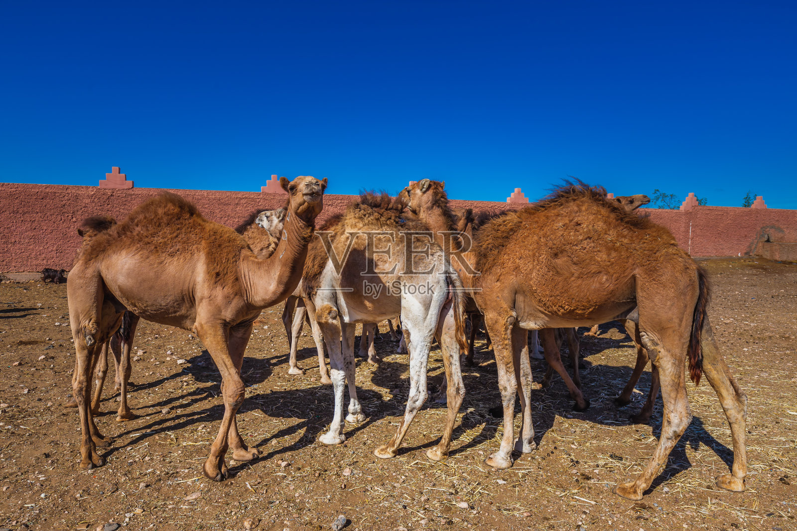 摩洛哥主要景点照片摄影图片