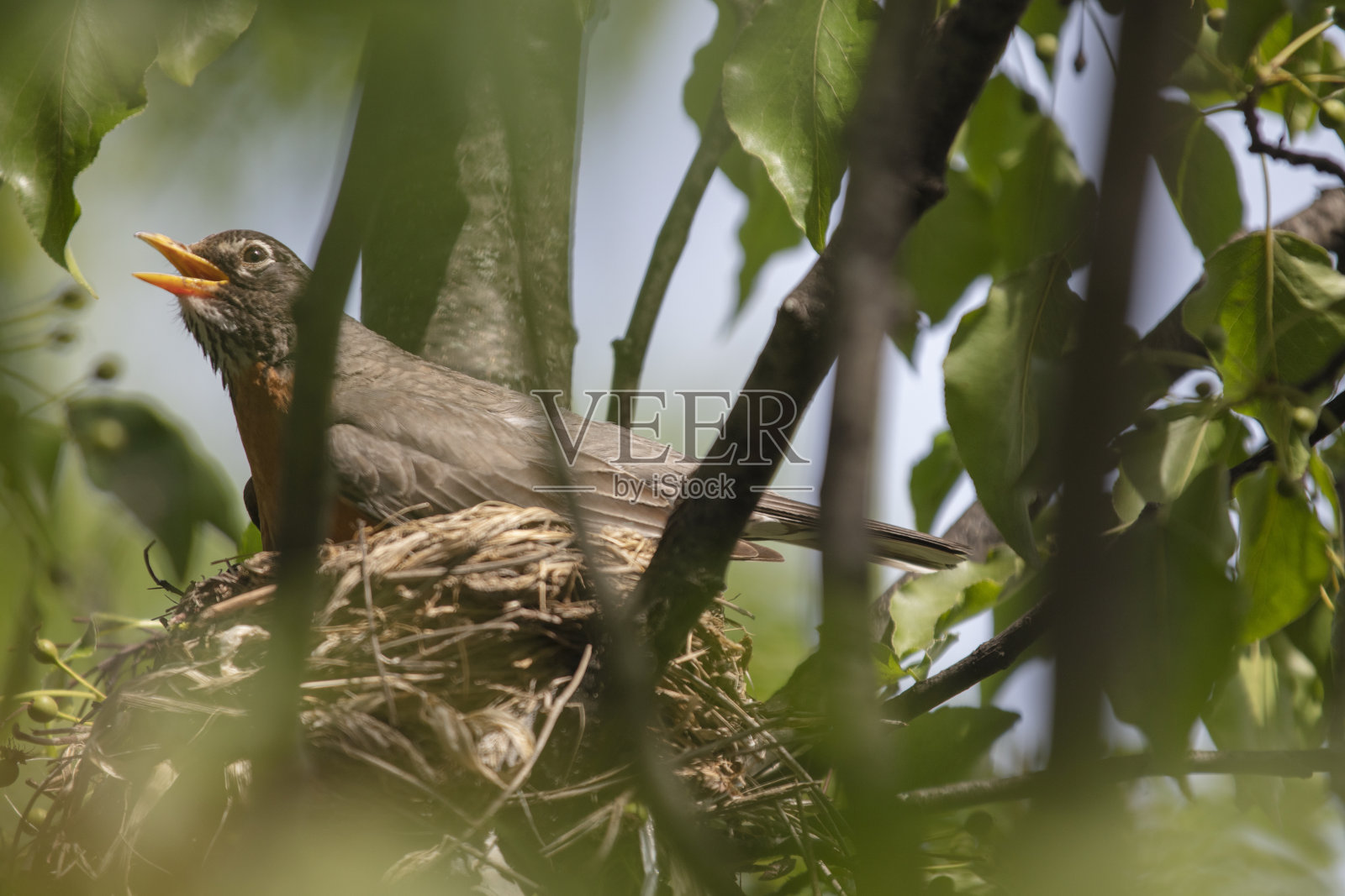 一窝三雏照片摄影图片