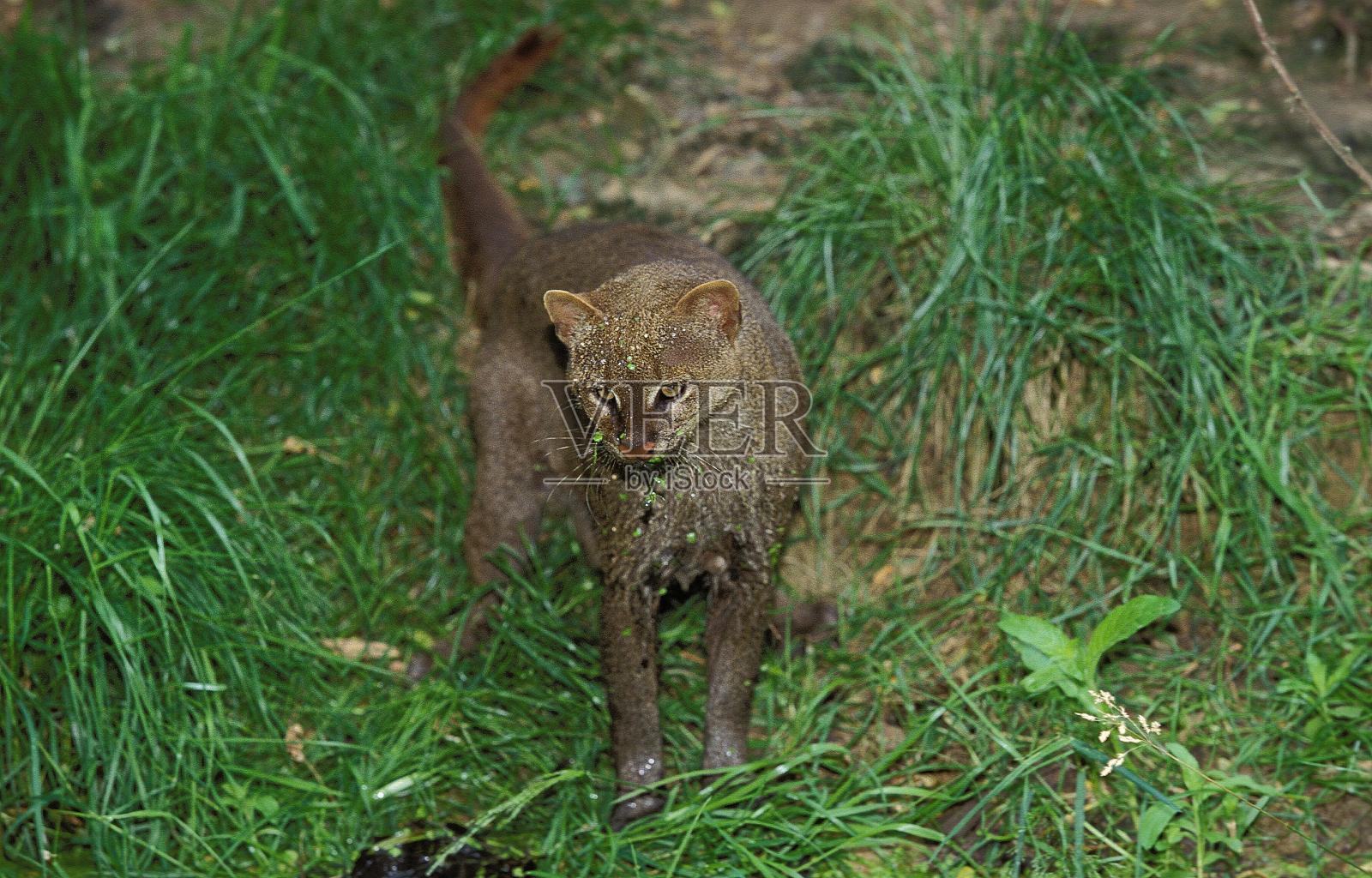 阿拉伯人，亚瓜伦人，成年人照片摄影图片