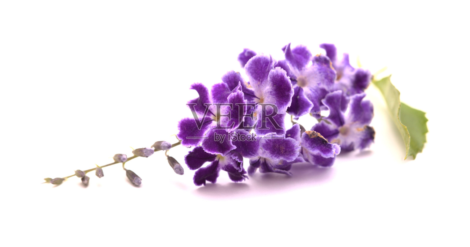 直立Duranta的带有白色边缘的紫色花照片摄影图片