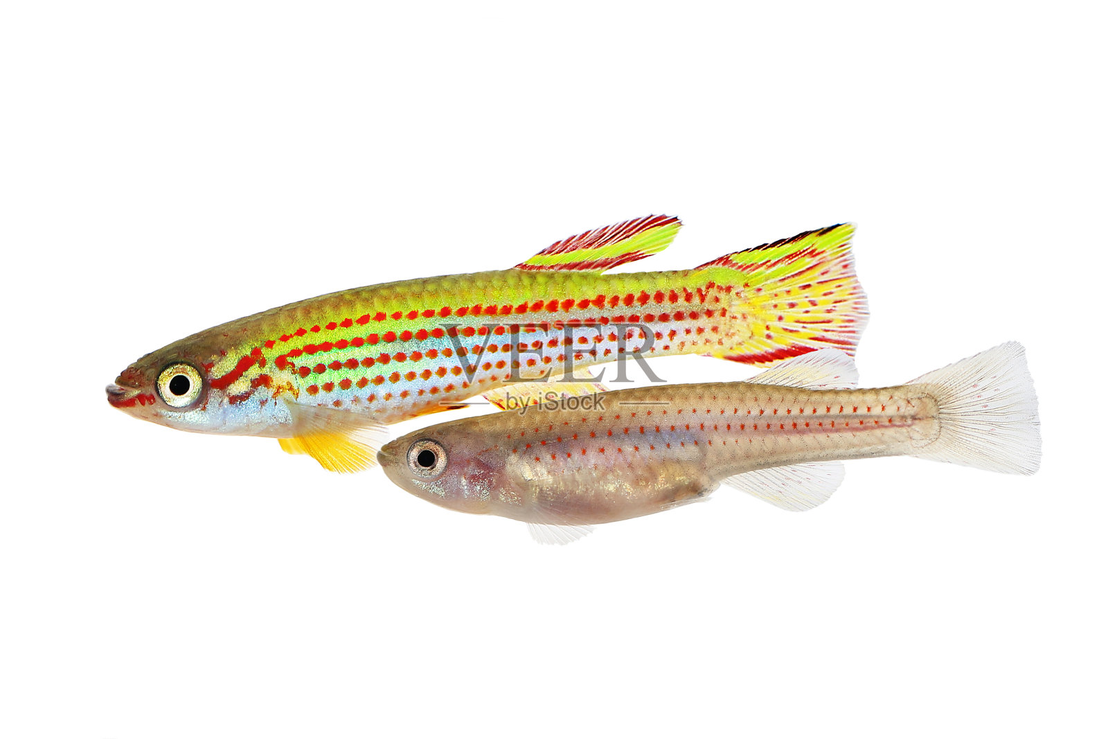 红条纹鳉鱼雄性和雌性红条纹纹状体热带水族鱼照片摄影图片