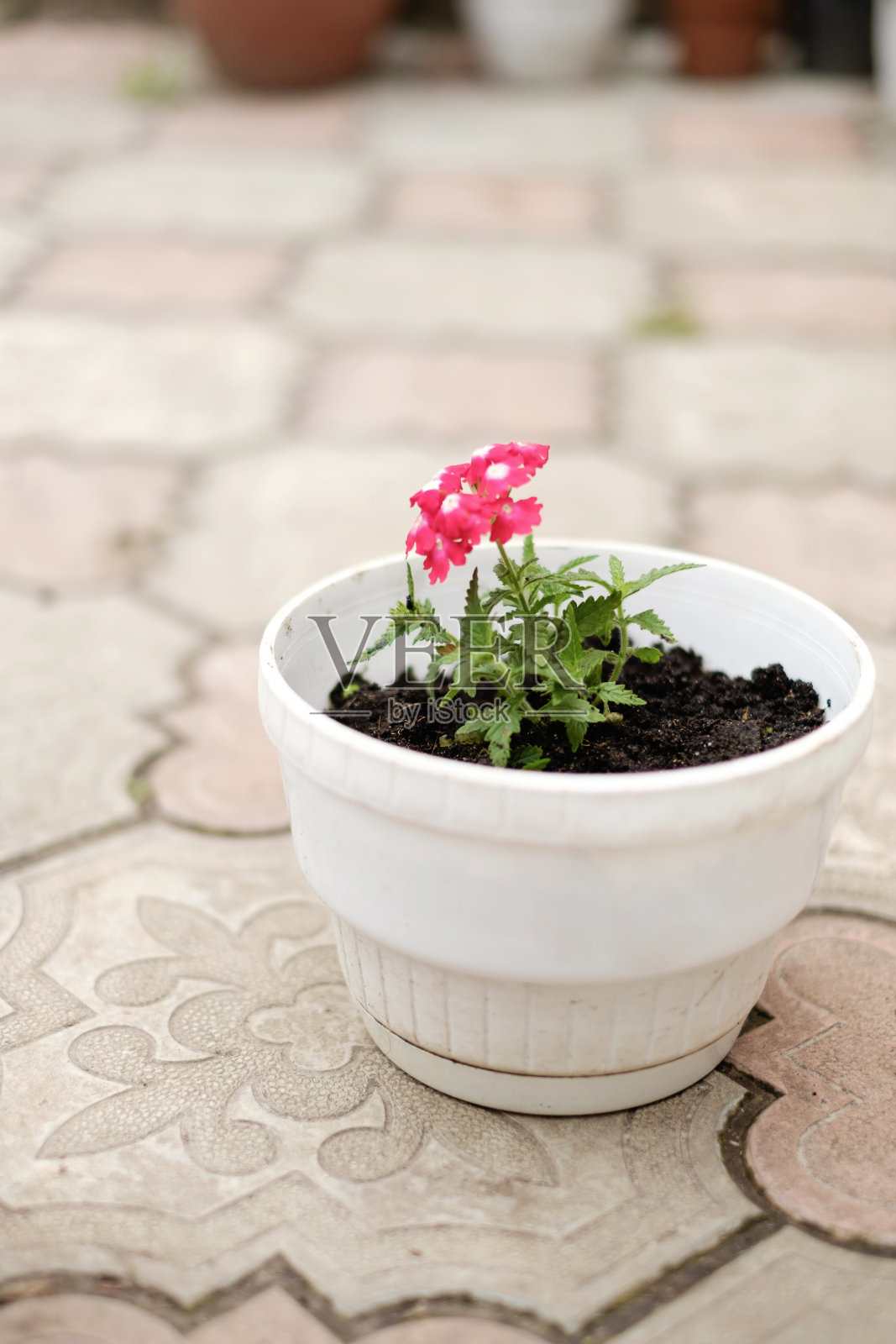 白色花盆，红色花朵照片摄影图片