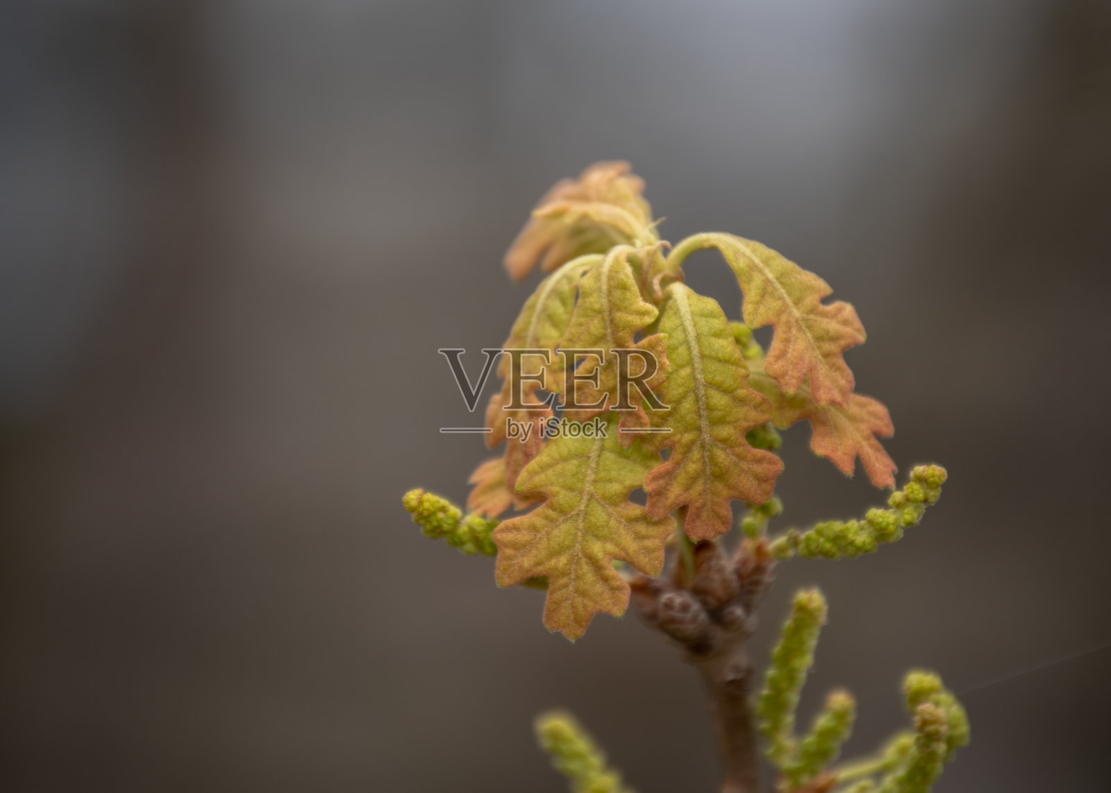 新生的橡树叶子照片摄影图片