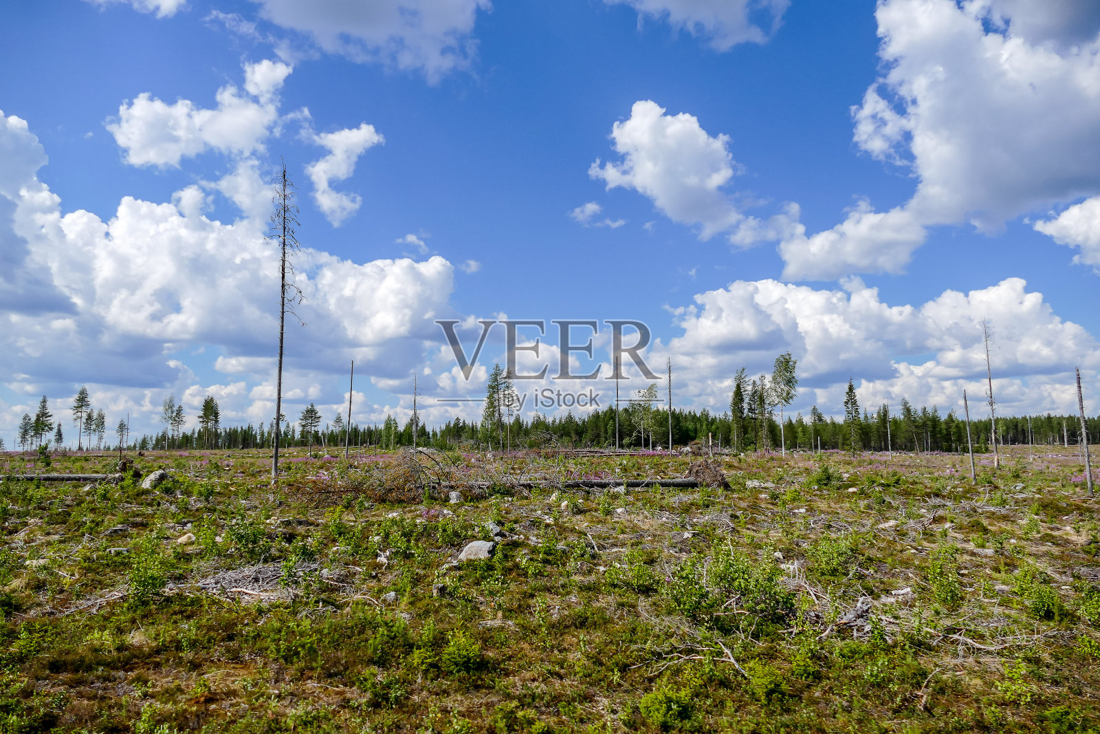 田野和蓝天，在挪威斯堪的纳维亚半岛的北欧照片摄影图片