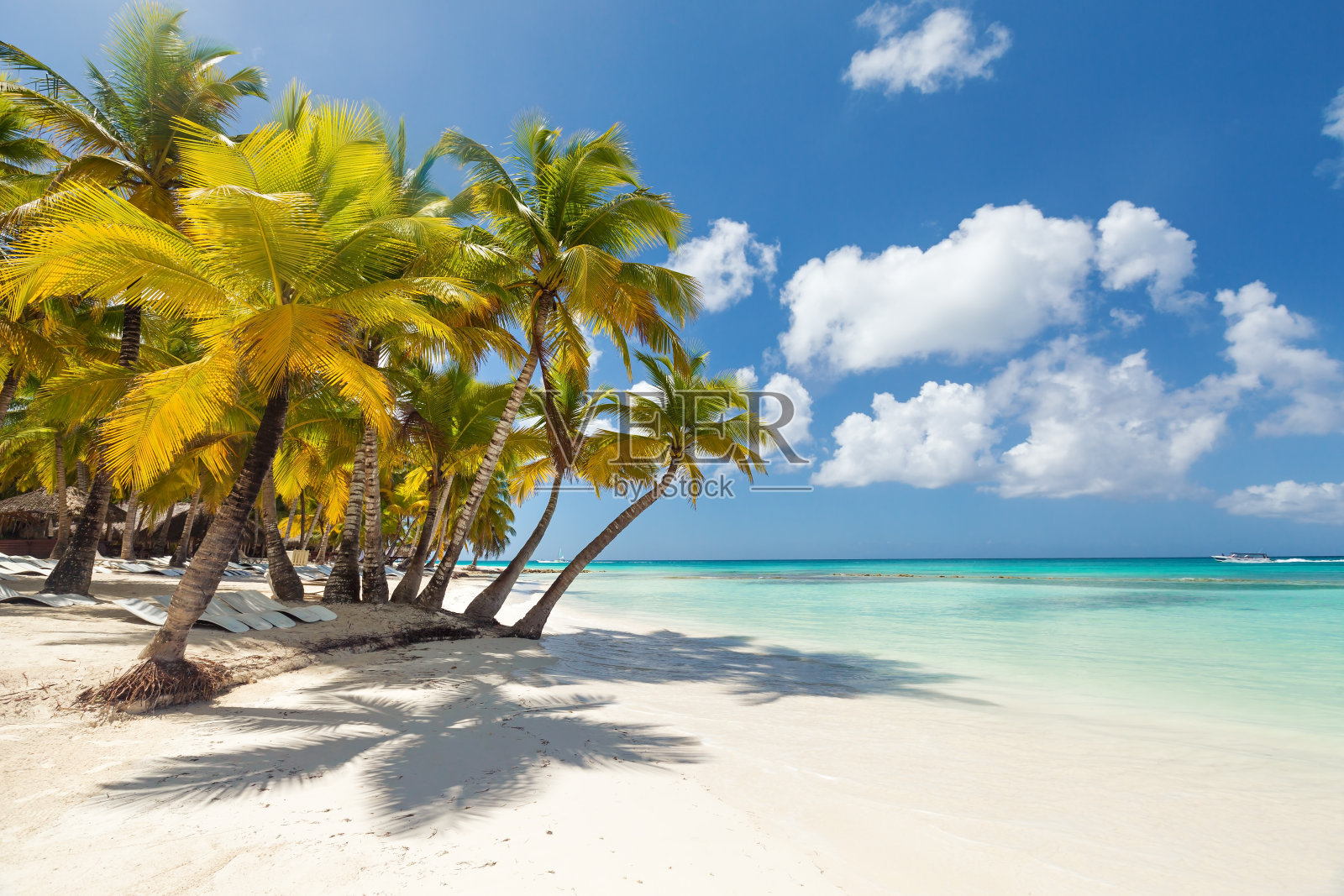 白色的沙滩上有大海和棕榈树照片摄影图片